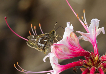 Cobweb Skipper